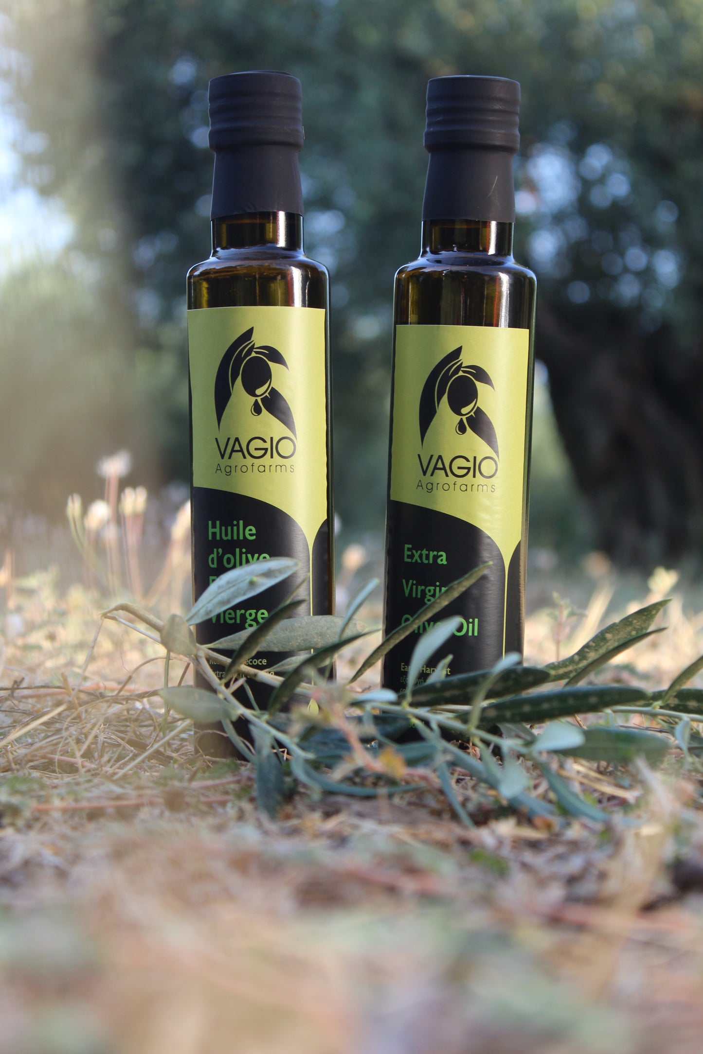 🫒 Extra Virgin Olive Oil – Chalkidiki Variety – 100 ml • 250 ml • 500 ml