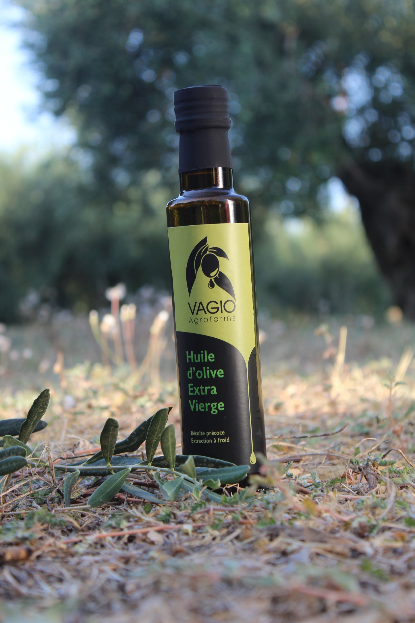🫒 Extra Virgin Olive Oil – Chalkidiki Variety – 100 ml • 250 ml • 500 ml