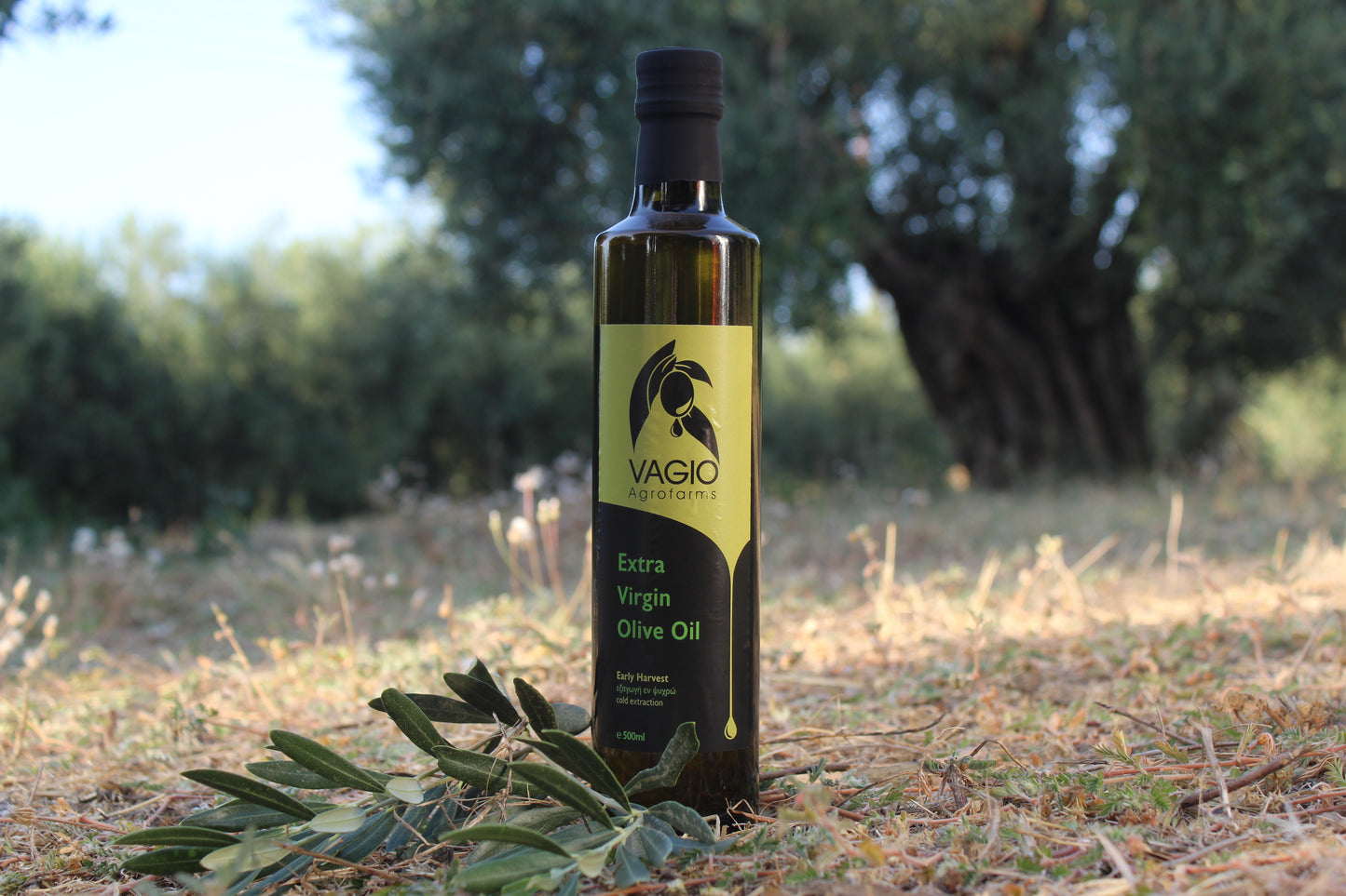 🫒 Extra Virgin Olive Oil – Chalkidiki Variety – 100 ml • 250 ml • 500 ml