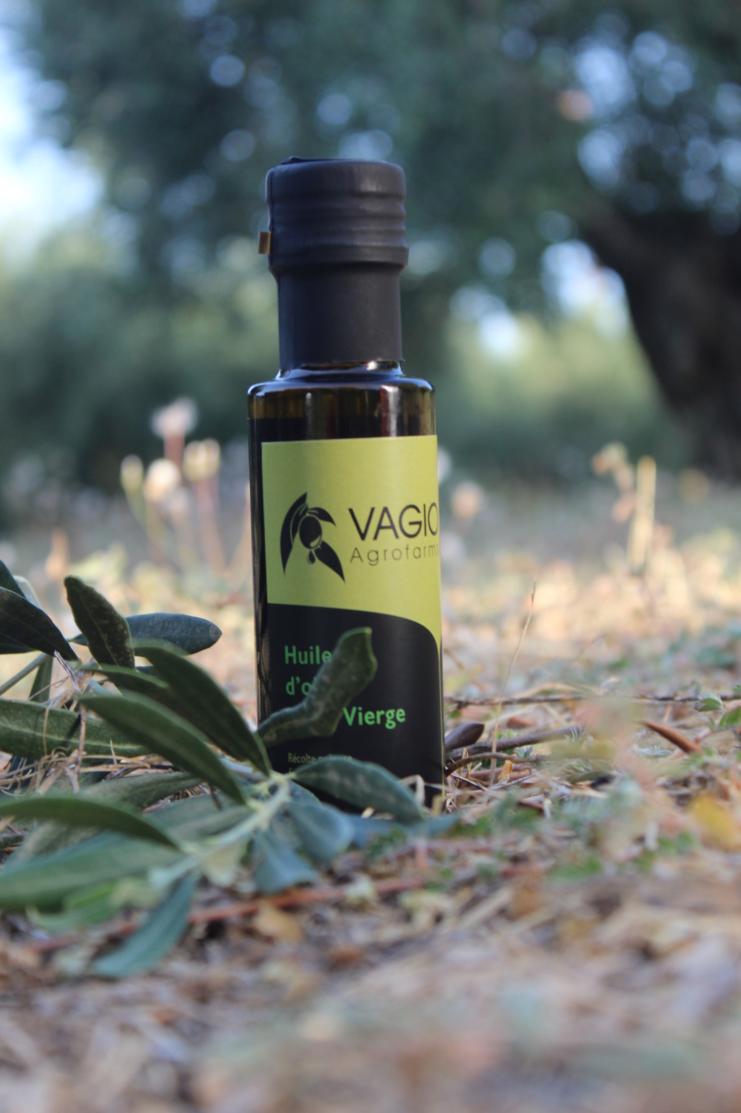 🫒 Extra Virgin Olive Oil – Chalkidiki Variety – 100 ml • 250 ml • 500 ml