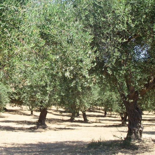 Huile dâolive vierge extra BIO Kanakis â AOP Kalamata â 16 L