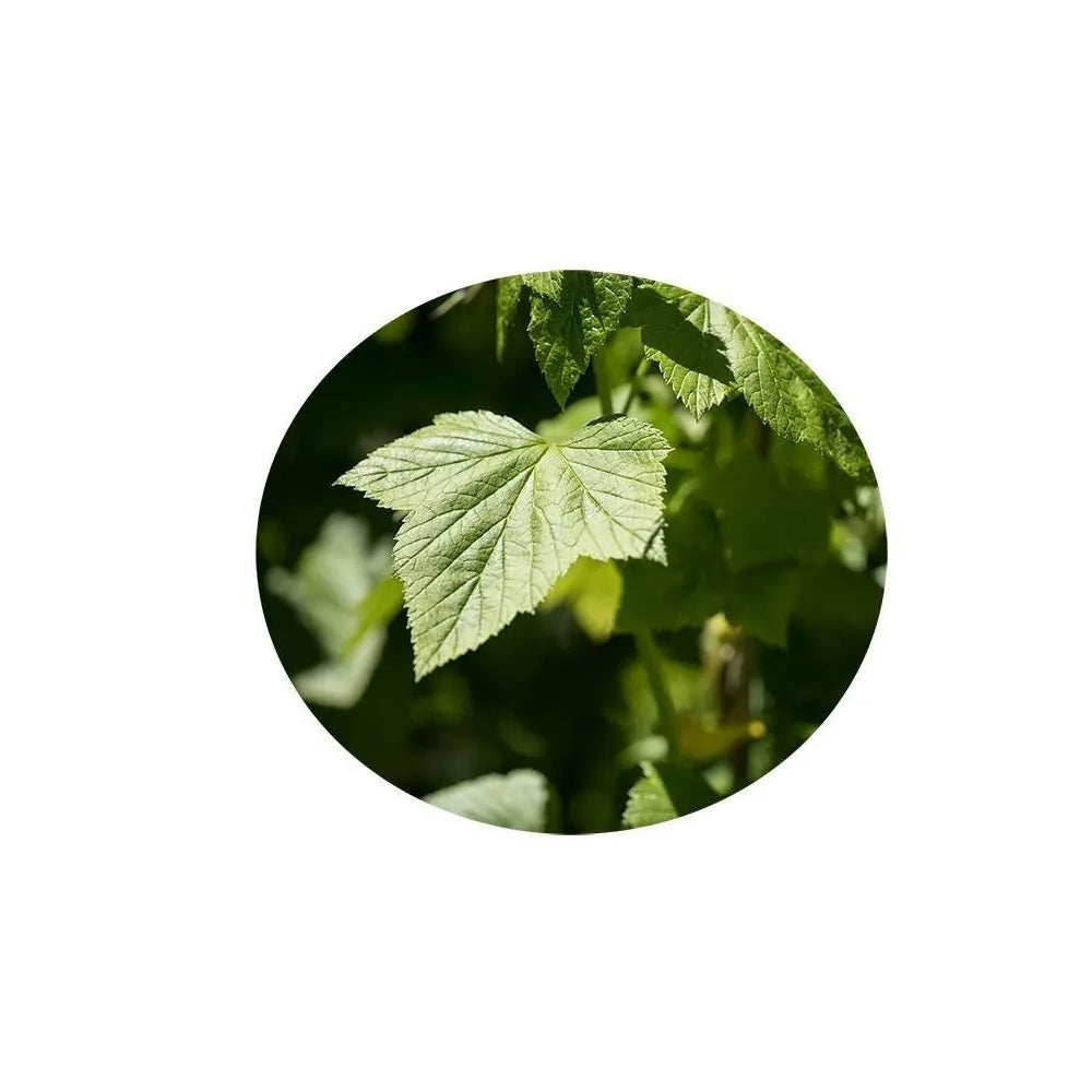 đŹđ· Dolmades â Feuilles de Vigne Farcies au Riz â 280 g - Zenith (Dolmadakia)