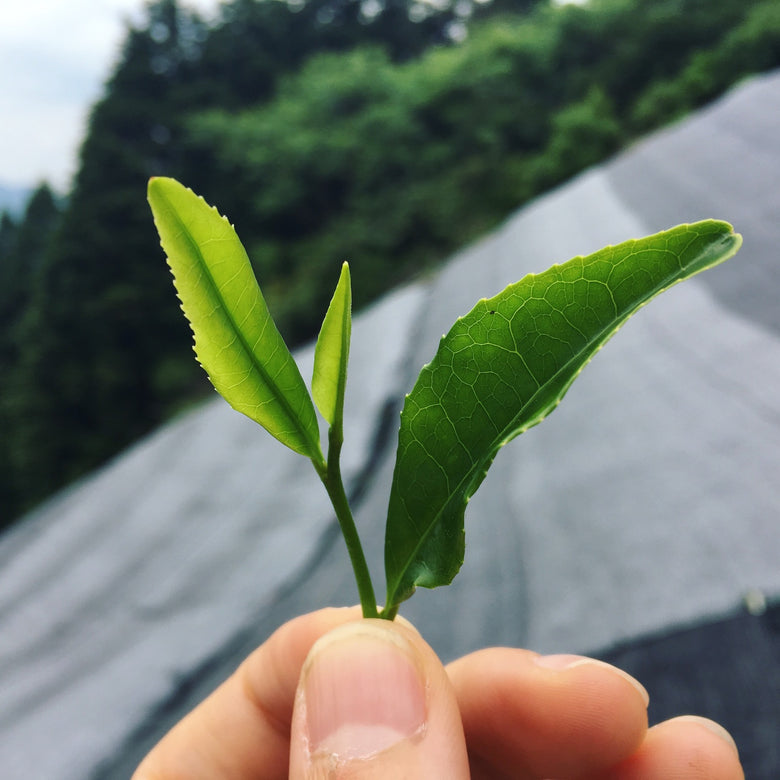 đâš Matcha HINATA LĂ©gendaire Bio â par Takeshi-san - Kumiko Matcha