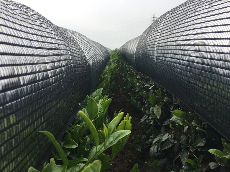 🍵✨ Matcha Hyperpremium Bio – Grand Cru d’Exception (Série Limitée)
🌿 Issu du terroir volcanique de Kirishima – Japon - 30g - Kumiko Matcha