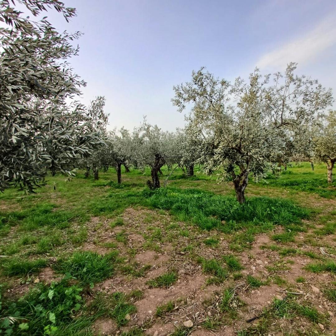 Olives vertes BIO farcies aux poivrons – Seau professionnel 3 kg net égoutté 🍃