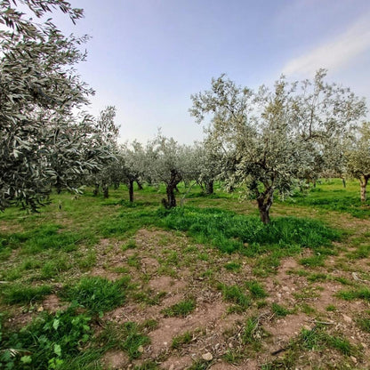 Olives vertes BIO farcies aux poivrons – Seau professionnel 3 kg net égoutté 🍃