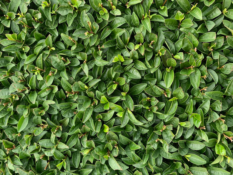 🍵✨ Matcha Hyperpremium Bio – Grand Cru d’Exception (Série Limitée)
🌿 Issu du terroir volcanique de Kirishima – Japon - 30g - Kumiko Matcha