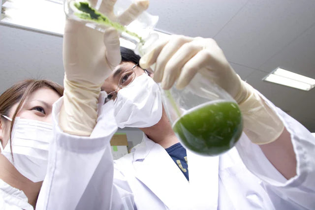 🍵✨ Thé Matcha Premium Bio du Japon | Kumiko Matcha