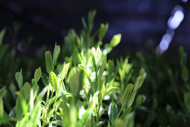 🍃 Okumidori – Thé vert Matcha cérémonial bio 50g - Kumiko Matcha