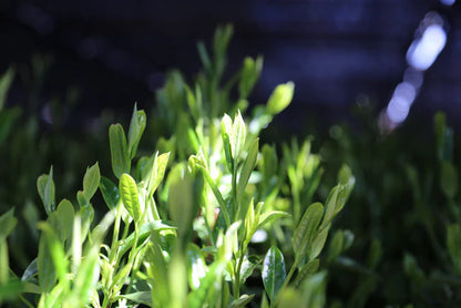 🍃 Okumidori – Thé vert Matcha cérémonial bio 50g - Kumiko Matcha