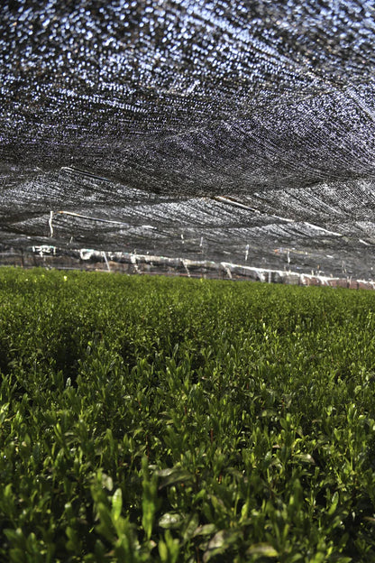 🍵✨ Thé Matcha Premium Bio du Japon | Kumiko Matcha