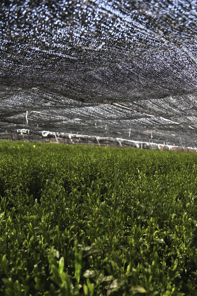 🍃✨ Bol à matcha chawan traditionnel en Porcelaine  – Série “Écume” - Kumiko Matcha - Édition limitée