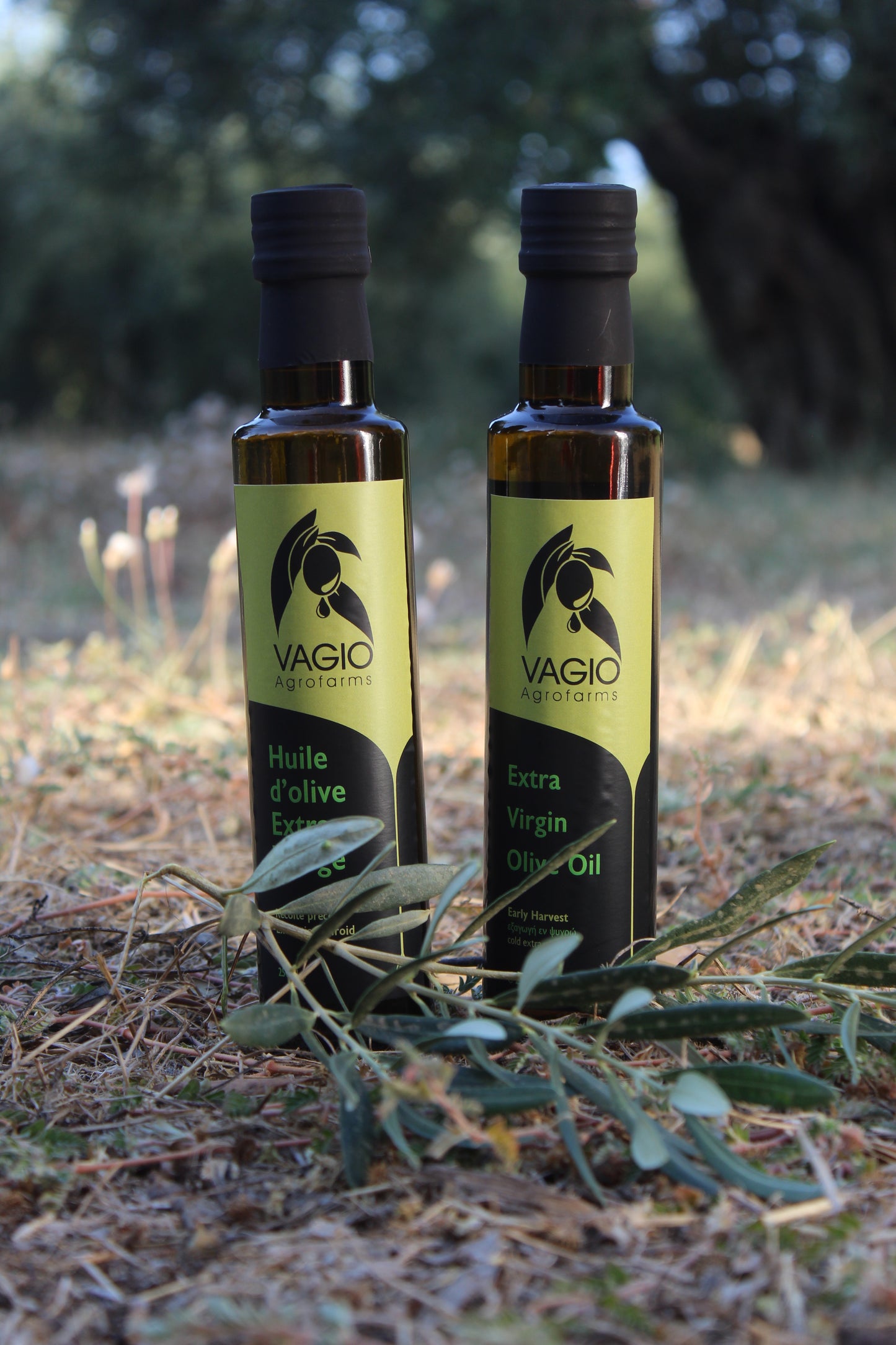 🫒 Extra Virgin Olive Oil – Chalkidiki Variety – 100 ml • 250 ml • 500 ml
