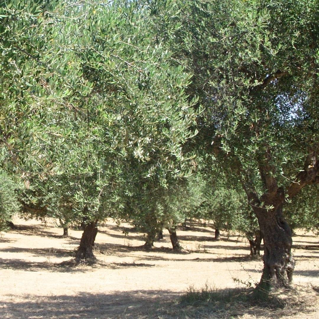 Huile d’olive vierge extra BIO Kanakis – AOP Kalamata – 16 L