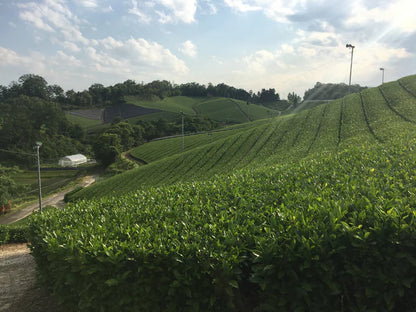 🍃 Okumidori – Thé vert Matcha cérémonial bio 50g - Kumiko Matcha