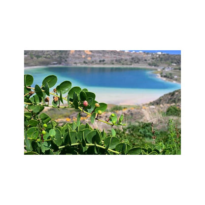 🌿 Câpres à l’Huile d’Olive BIO – 180g | Mani, Péloponnèse