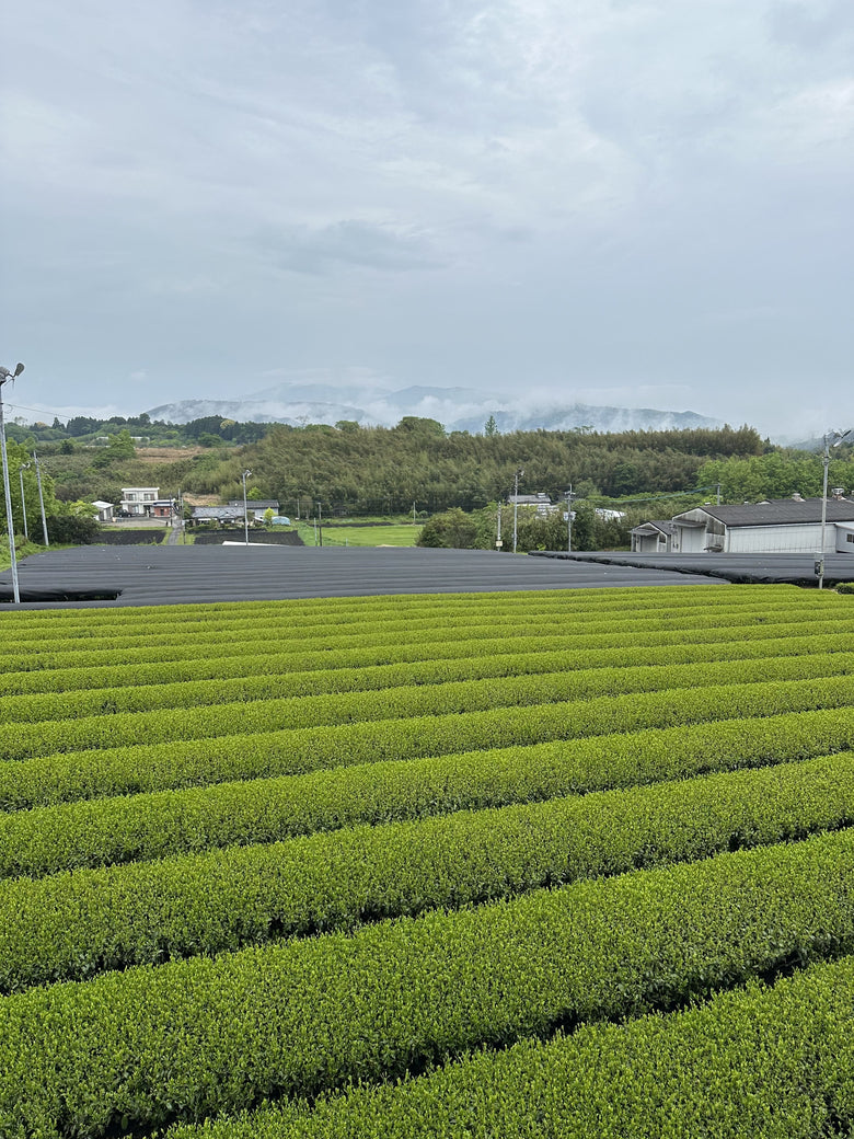 🍃✨ Matcha HINATA Légendaire Bio – par Takeshi-san - Kumiko Matcha