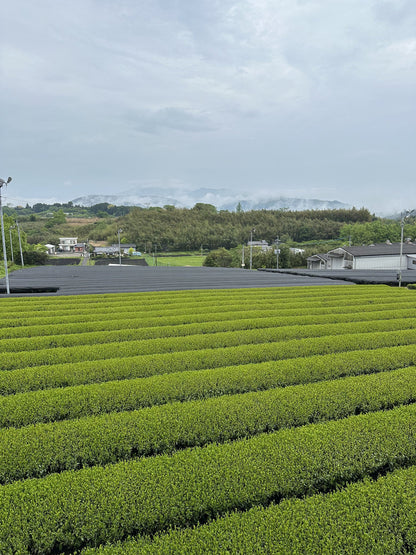 🍃✨ Matcha HINATA Légendaire Bio – par Takeshi-san - Kumiko Matcha