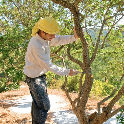 Pastilles à croquer au mastic de Chios — Confort digestif | Boîte de 40 🍃