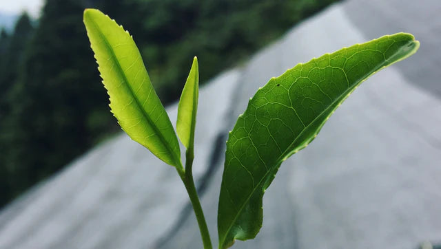 🍃 Okumidori – Thé vert Matcha cérémonial bio 50g - Kumiko Matcha