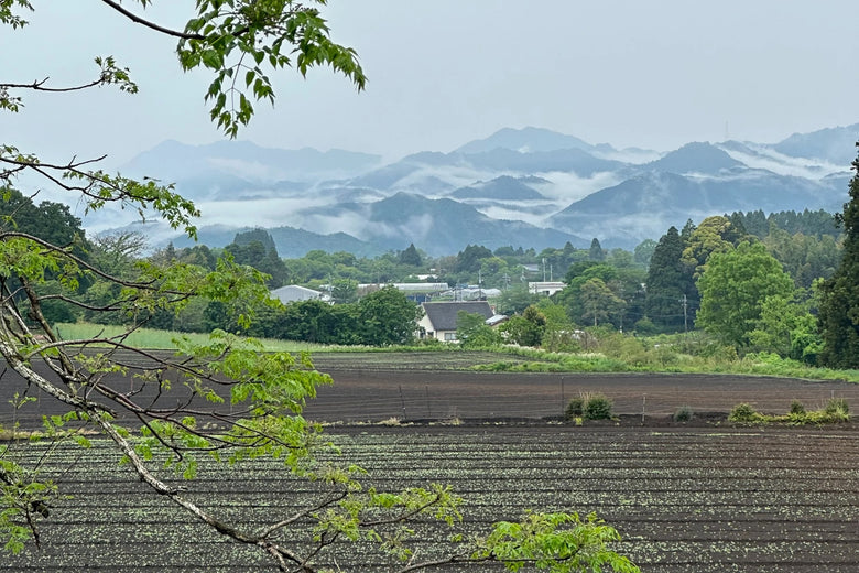🍃✨ Matcha HINATA Légendaire Bio – par Takeshi-san - Kumiko Matcha