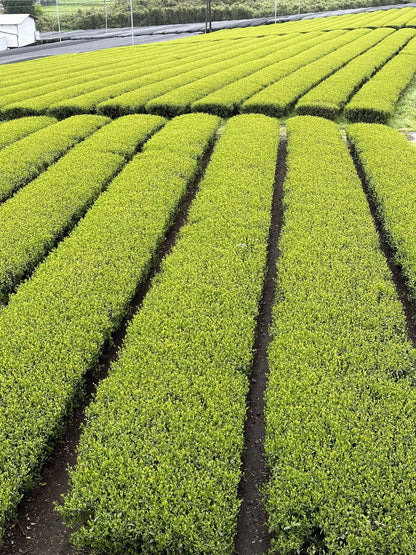 🍃✨ Matcha HINATA Légendaire Bio – par Takeshi-san - Kumiko Matcha