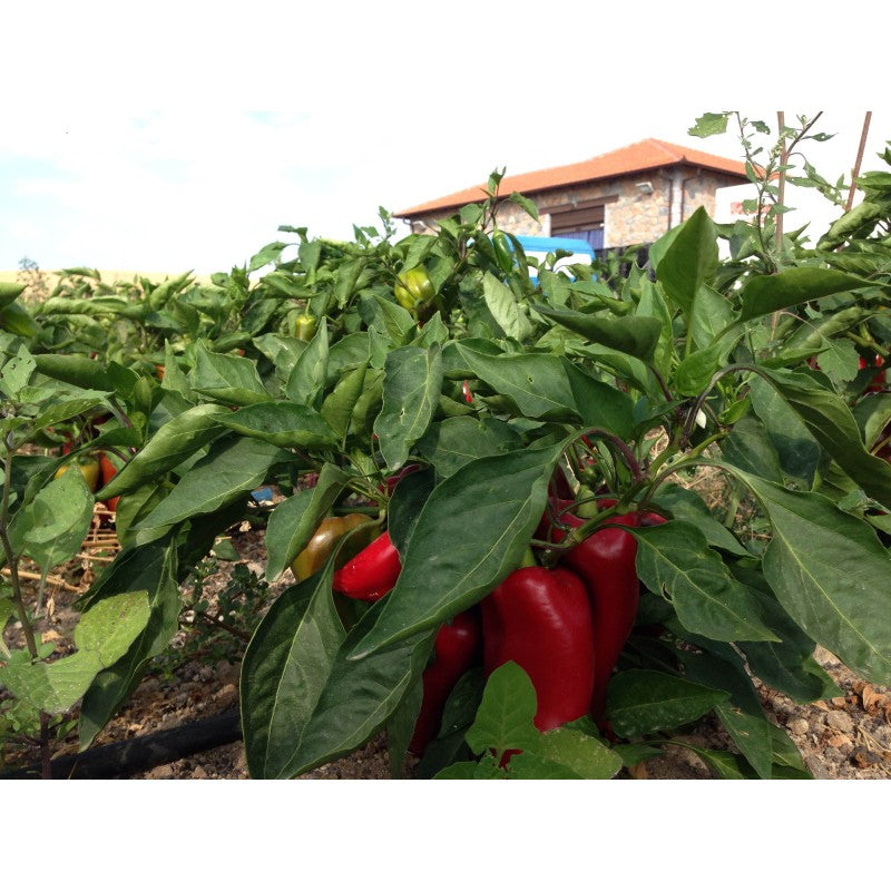 🔥 Purée BIO d’Aubergines & Poivrons Rouges de Florina – Naoumidis – 245g (avec les célèbres poivrons Florinis, les plus réputés de Grèce)