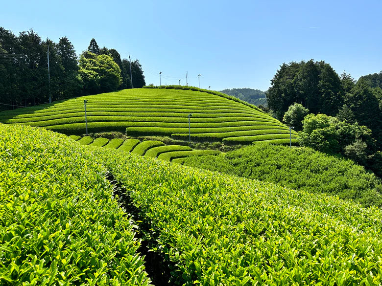 🍵✨ Matcha de Cérémonie Authentique – Samidori Bio | 30 g | Kumiko Matcha