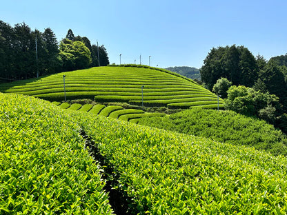 🍵✨ Matcha de Cérémonie Authentique – Samidori Bio | 30 g | Kumiko Matcha